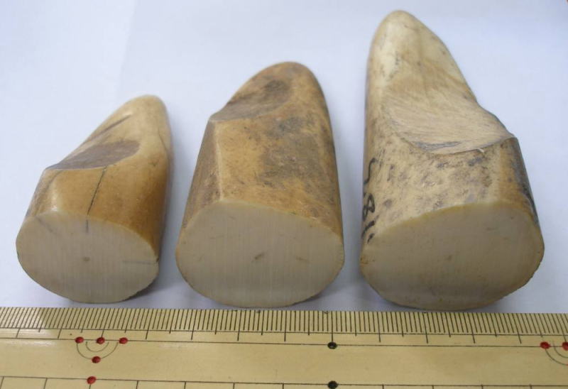 マンモスの牙、牛の角など