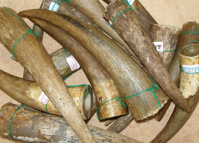 オランダ水牛角（原木・原材料の約500gと約1㎏の量り売り）